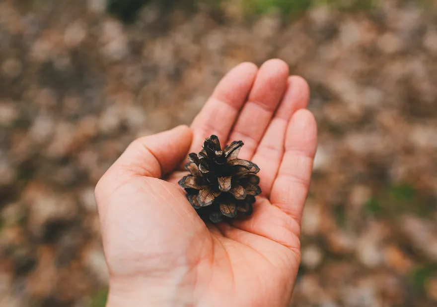 A close-up of a hand holding a small pine cone with a blurred natural background.